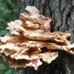 fungus-parasite-tree-trunk-mushroom-fungi-bark-wild-growth-1